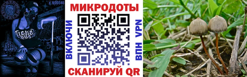 Псилоцибиновые грибы Psilocybe Лыткарино